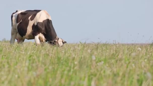 Eine Unglaublich Schöne Kuh Grast Auf Einer Sommergrünen Wiese Viehfutter — Stockvideo