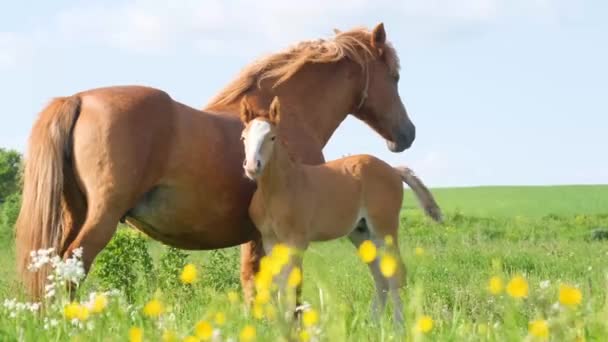 一匹漂亮的红马正在夏天的田野里与小鹿一起吃草 海湾的母马和小鹿站在夏天的田野里 — 图库视频影像