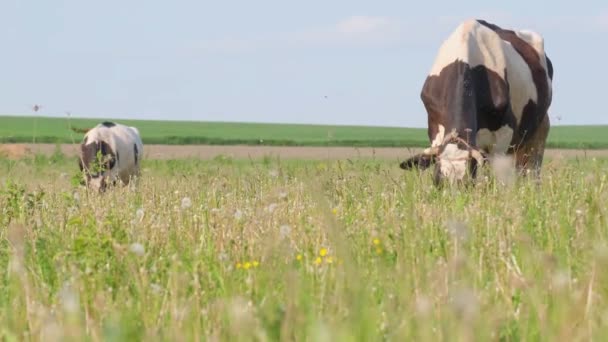 两只奶牛在田里吃草 农场的动物在散步 奶牛在草地上吃草 — 图库视频影像