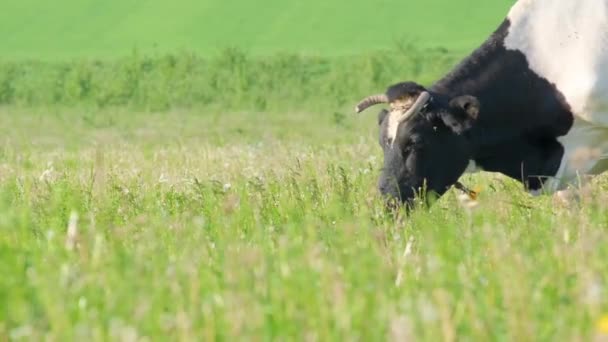 Una Vaca Manchada Pastando Hermoso Prado Verde Descansando Prado Vaca — Vídeos de Stock