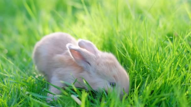 Lite Rödörad Kanin Det Gröna Gräset Äter Löv Sommaren Påskharen — Stockvideo