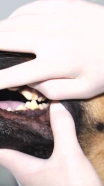 Bir veteriner bir Alman çoban köpeğini muayene eder. Köpek masanın üzerinde oturuyor, adam bir veteriner muayenesi yapıyor. Dikey video