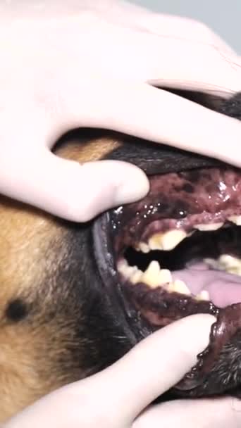 Veterinární Lékař Vyšetří Německého Ovčáka Pes Sedí Stole Ten Chlap — Stock video