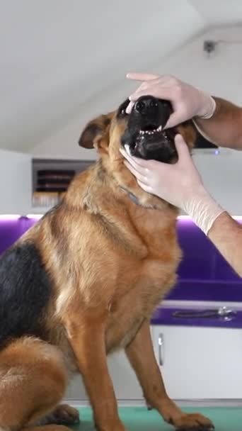 Een Dierenarts Onderzoekt Een Duitse Herder Hond Zit Tafel Man — Stockvideo