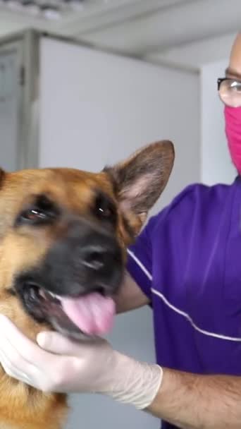 Ένας Κτηνίατρος Εξετάζει Έναν Γερμανό Βοσκό Σκύλος Κάθεται Στο Τραπέζι — Αρχείο Βίντεο