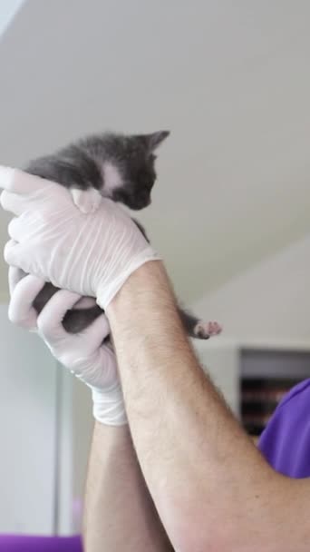 Handsome Veterinarian Working Little Kitten Vet Clinic Place Advertising Text — Stock Video