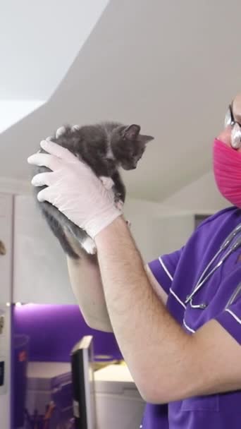 Bel Veterinario Che Lavora Con Gattino Clinica Veterinaria Luogo Testo — Video Stock
