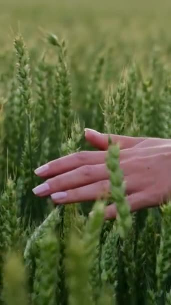 女の子が小麦畑を歩いている 農民はクローズアップする 緑のフィールドを歩く バーティカルビデオ — ストック動画