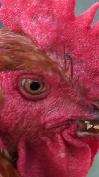 Tuppar Huvud Närbild Kycklingar Gård Landet Vacker Tupp Med Röd — Stockvideo