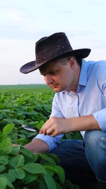 Landbouwplantage Ondernemer Verkent Zijn Sojaveld Analyseert Oogst Verticale Video — Stockvideo