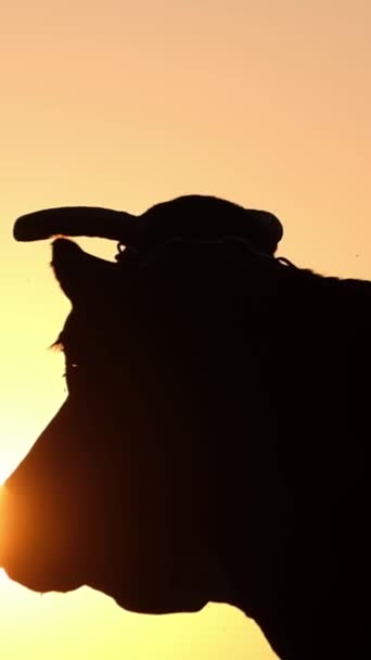 Silhouet Van Koe Zonsondergang Achtergrond Koe Staat Bij Een Prachtige — Stockvideo