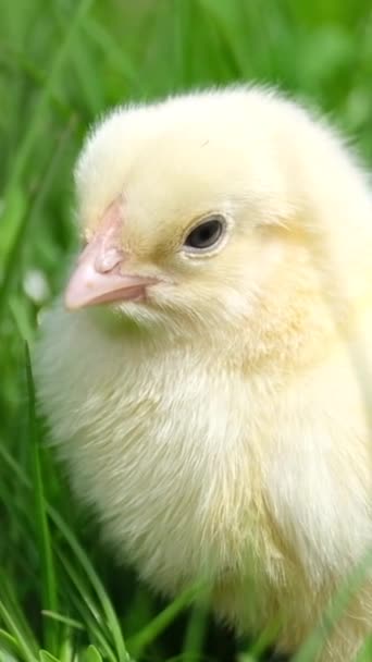草の上に座っている小さな黄色い鶏 バーティカルビデオ — ストック動画
