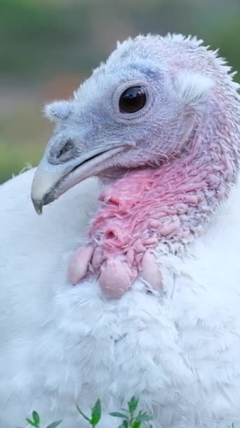 Thanksgiving Turkey Bird History Traditions Usa Holiday Inglés Tradiciones América — Vídeos de Stock