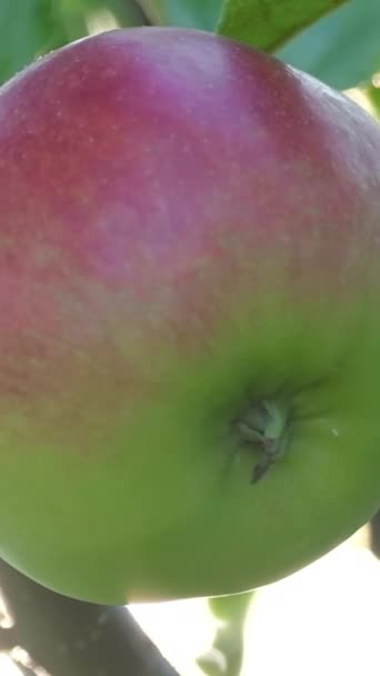 Blízko Zralého Organického Jablka Větvi Ovoce Sadě Připravené Sklizni Svislé — Stock video