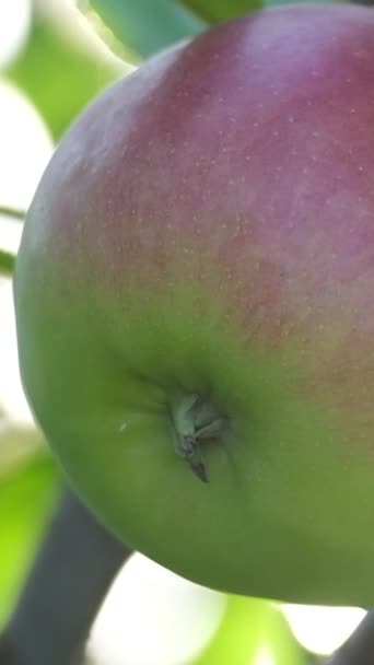 Zralé Jablko Jabloni Zahradě Připraveno Sklizni Svislé Video — Stock video