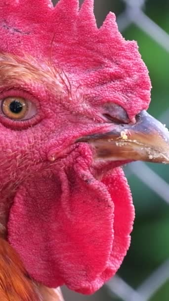 Portret Kurczaka Bliska Makro Brązowy Piękny Portret Kurczaka Drób Pionowe — Wideo stockowe