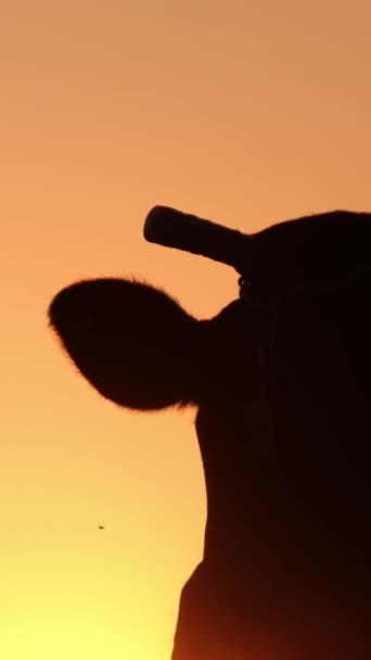 Silhueta Uma Vaca Belo Pôr Sol Vaca Sagrada Índia Pôr — Vídeo de Stock