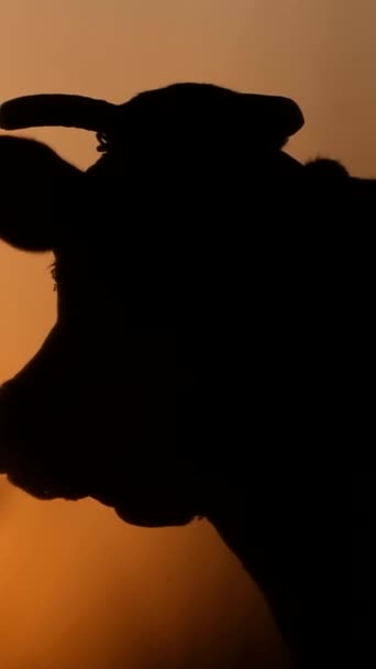 日落时的牛角轮廓 一只母牛站在美丽的日落前 垂直录像 — 图库视频影像