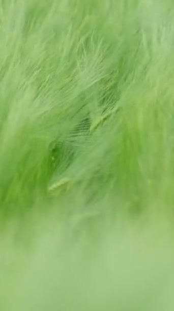 Beau Paysage Plantes Croissance Vent Balançant Des Épillets Verts Vidéo — Video