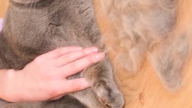Güzel gri safkan bir kedi taranırken yerde yatıyor. Kedilerde saç kaybı. Evcil hayvanların hijyeni. Dikey video