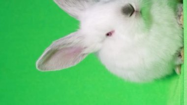 Beyaz tüylü tavşan kameranın ortasında oturuyor. Stüdyoda açık yeşil arka planda tavşanları vuruyorlar. Dikey video