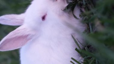 Yeşil çimenlerin üzerinde büyük kırmızı gözlü beyaz tavşan. Çiftlikte tavşan yetiştiriyorlar. Dikey video