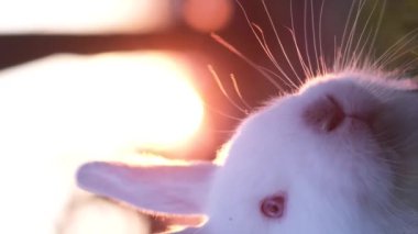 Gün batımında çimenlikte bir tavşan sevimli bir hayvan konsepti yaratır. Paskalya sembolü. Dikey video