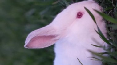 Beyaz tavşan Paskalya 'nın sembolüdür ve gün batımında yeşil çimlerin üzerinde oturur. Güzel şirin tavşancık. Dikey video.