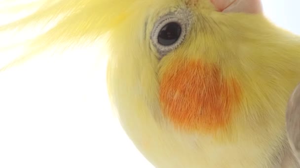 Perroquet Jaune Avec Une Grosse Frange Plein Soleil Tête Perroquet — Video
