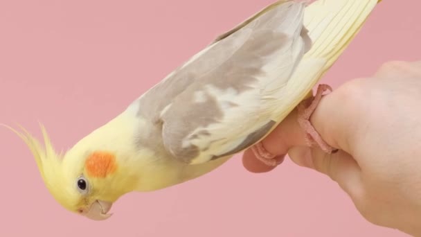 明るいピンクの背景に重い黄色のオウムは 所有者の手の上に座っています ペットの広告ビデオ撮影 おかしいペットの鳥たち バーティカルビデオ — ストック動画