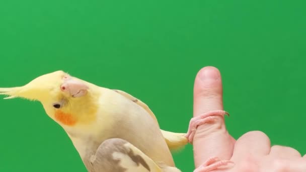 Egy Sárga Papagáj Egy Gyönyörű Nagy Előlábbal Tulajdonosok Kezén Egy — Stock videók