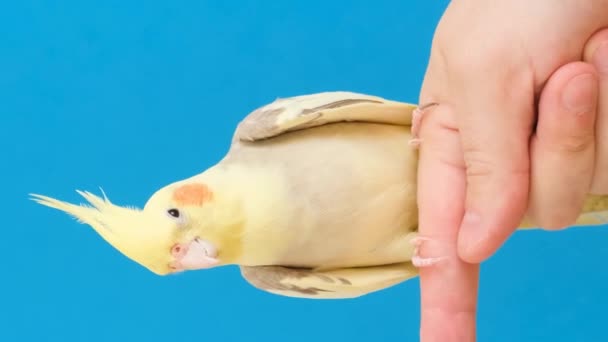 Yellow Crested Parrot Bright Blue Background Sitting Persons Finger Extremely — Stock Video