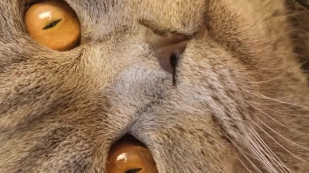 Detailní Záběr Krásné Šedé Kočky Velkýma Očima Která Někam Dívá — Stock video