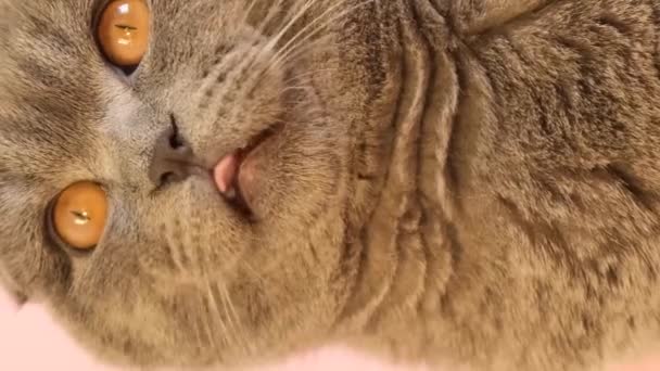 Açık Pembe Arka Planda Tüylü Kısa Saçlı Gri Kedi Bir — Stok video
