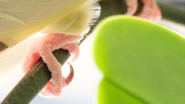Крупный План Ног Разноцветного Попугая Сидящего Ветке Попугай Природе Замечательные — стоковое видео