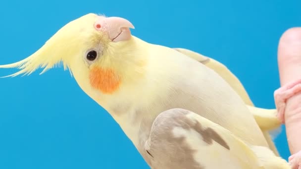 明るい青色の背景にある黄色い紋章が人間の指に座っている 家畜化された鳥 珍しい鳥たち ピューレブレッドパロットを撃つ バーティカルビデオ — ストック動画
