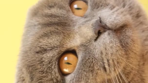 Zbliżenie Ładny Szary Kot Dużymi Pięknymi Oczami Patrząc Aparat Domowy — Wideo stockowe