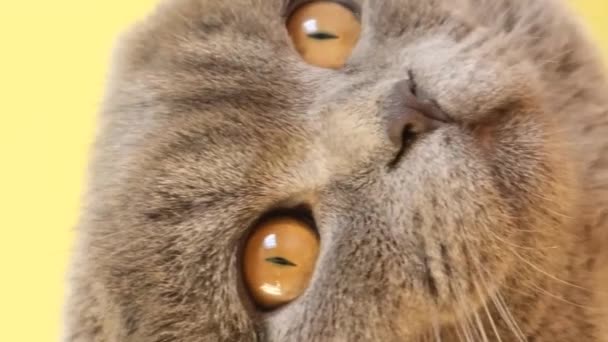 Gros Plan Chat Gris Mignon Avec Grands Beaux Yeux Regardant — Video