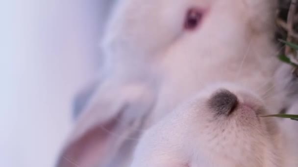 在农场里喂兔子 白兔一起吃青草 垂直录像 — 图库视频影像