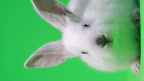 白いウサギが中央に座ってカメラを見ている ペットのプロの写真とビデオ バーティカルビデオ — ストック動画