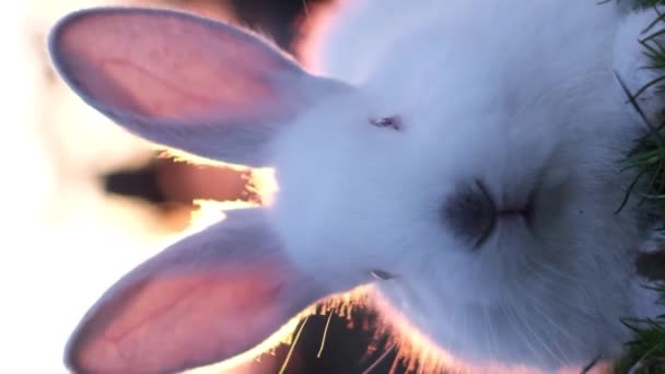 Koncept Symbolu Velikonočního Zajíčka Způsob Jak Reprezentovat Velikonoční Svátky Jejich — Stock video