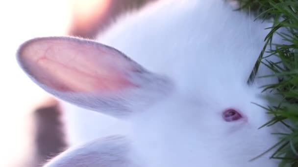 イースターシンボル 夕日には緑の草の上にウサギ バーティカルビデオ — ストック動画
