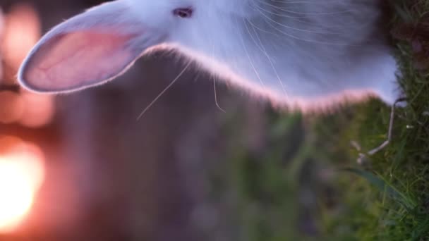 Coniglio Bianco Pasquale Seduto Sull Erba Verde Primavera Piccolo Coniglietto — Video Stock