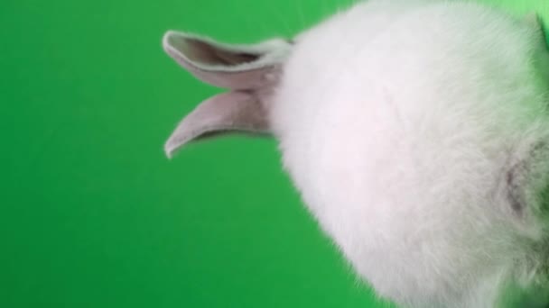Tüylü Tavşan Yeşil Arka Planda Stüdyoda Sürünüyor Tavşan Arkada Hayvanları — Stok video