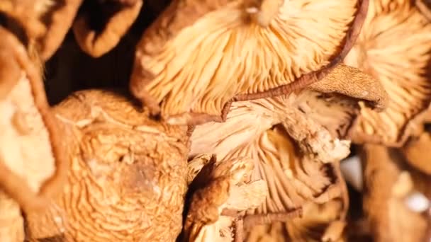 Cogumelos Alucinógenos Giram Círculo Cogumelos Psilocibina Psicoactivos Cogumelos Floresta Secos — Vídeo de Stock