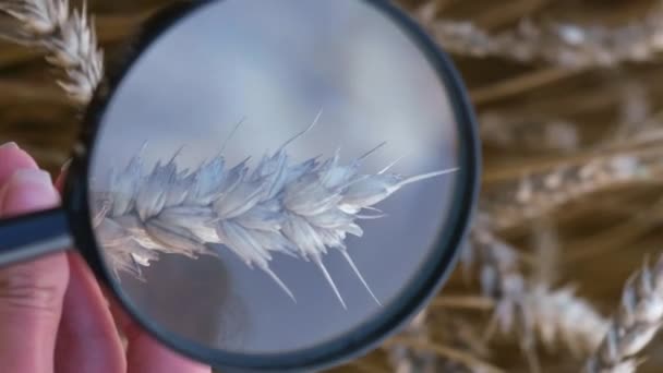 帽子をかぶった農夫は 雄大なガラスを通して小麦の耳を調べます 害虫のための小麦の研究 アグロノミストの学生が小麦の耳を調べています バーティカルビデオ — ストック動画