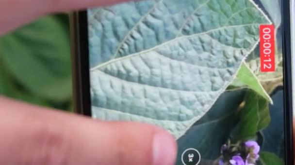 特写智能手机视频拍摄地面绿色芽 一个人的手拍摄一个年轻的植物 — 图库视频影像