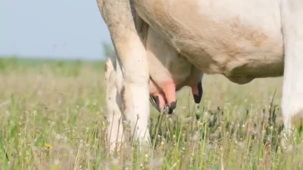 초원에 클로즈업 젖소의 유제품 — 비디오