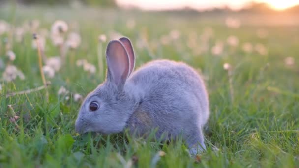 緑色の牧草地の美しい灰色のバニーは草を食べています フィールドのウサギ — ストック動画