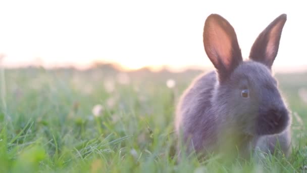 Lapin Gris Prudent Broute Sur Herbe Luxuriante Observant Les Environs — Video